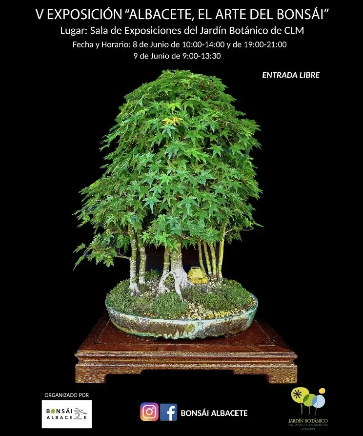 Exposición de Bonsáis