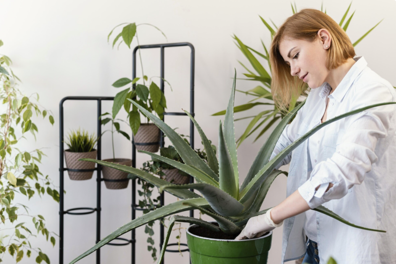 Plantas que mejoran tu hogar