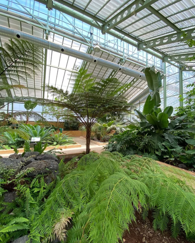 El loro, una reliquia viviente de otro tiempo que conviene conocer (y proteger)